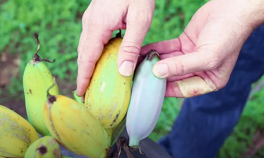 Différence avec la banane jaune et bleue