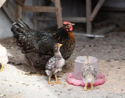 Vinaigre dans l'eau des poules