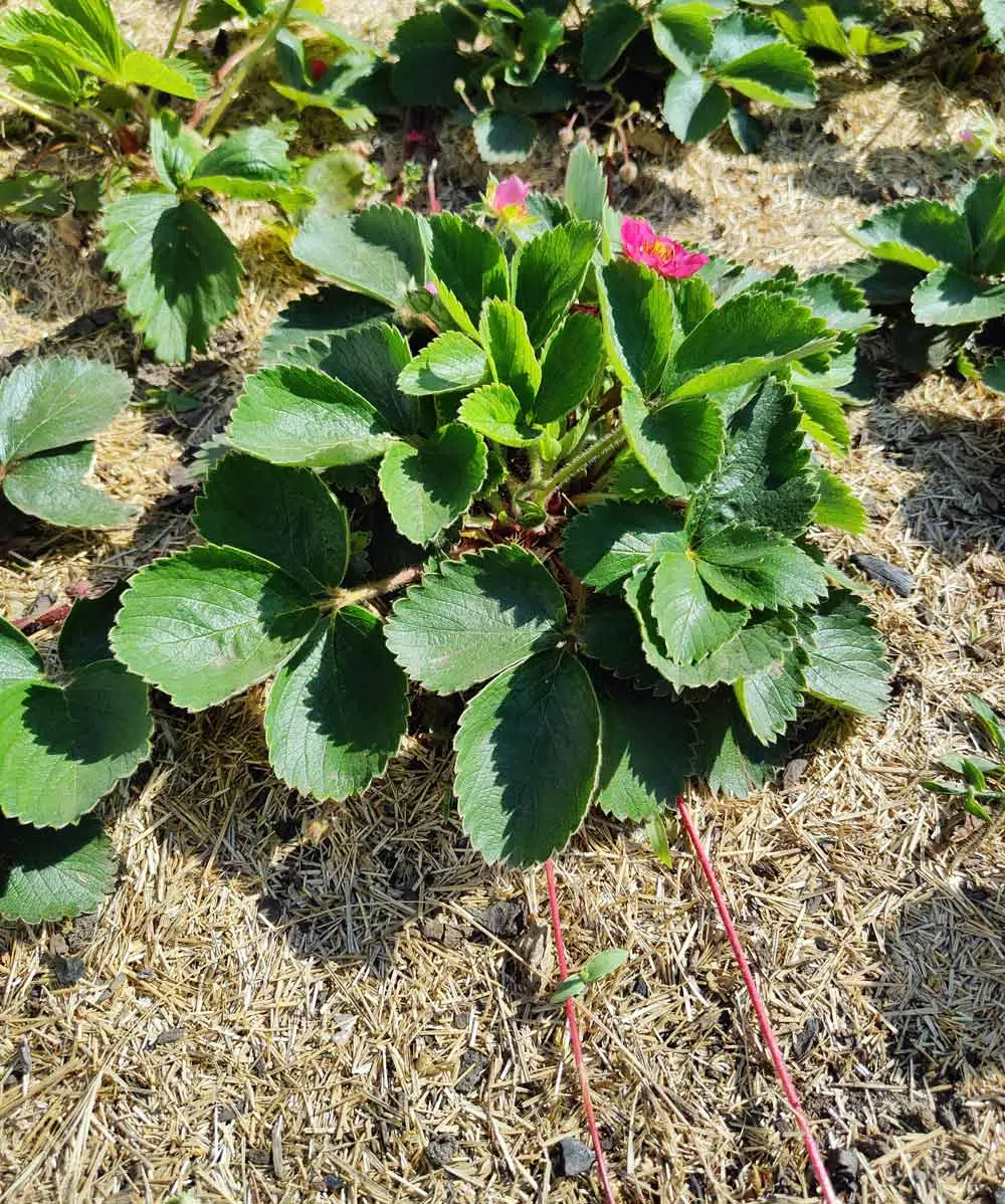 Paillage des fraisiers