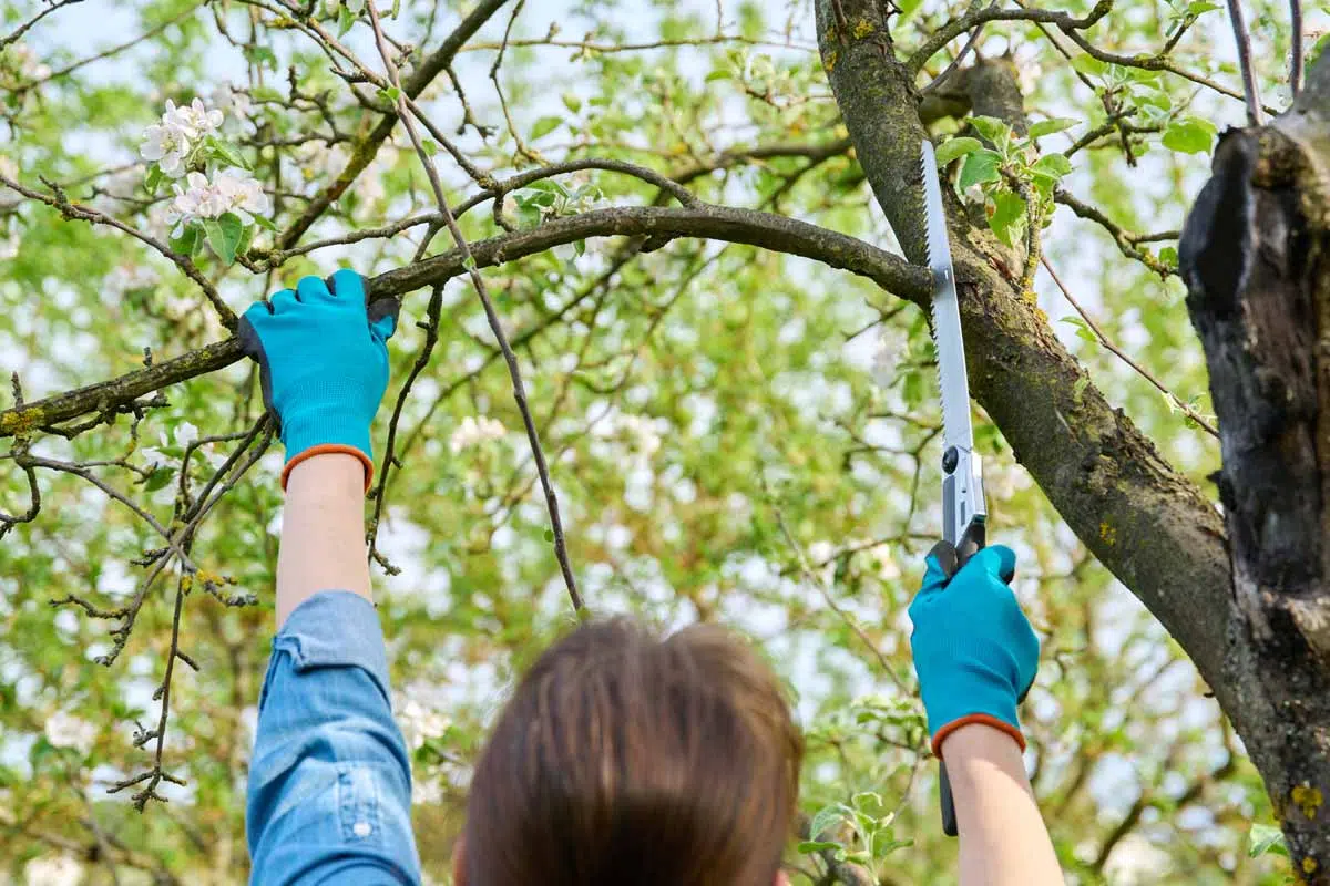 Femme coupe la branche d'arbre du voisin