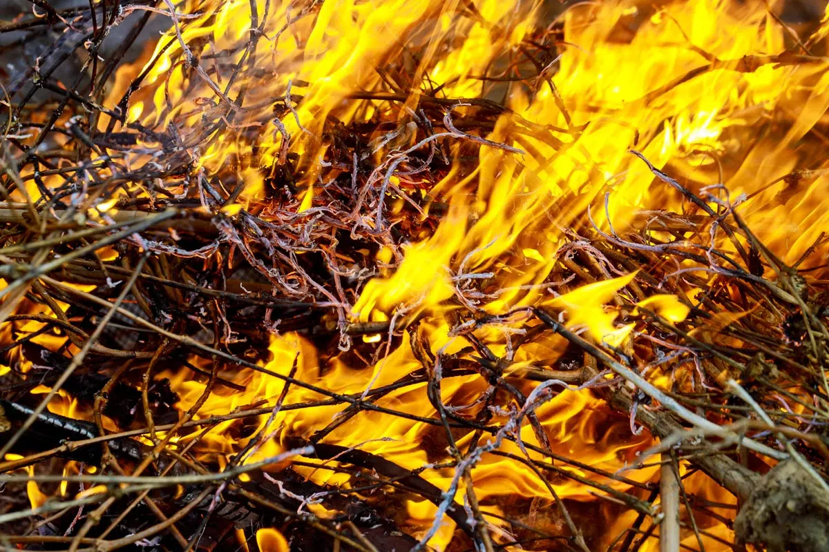 Feu de branchages à l'air libre