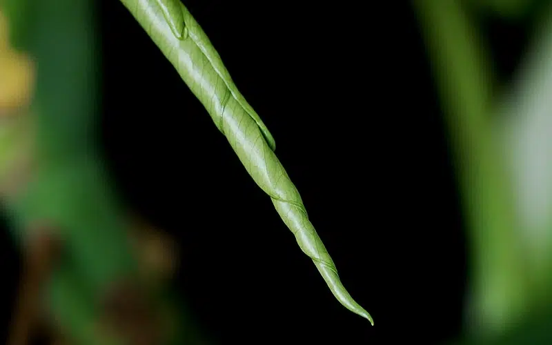 Feuille de la Monstera en formation.