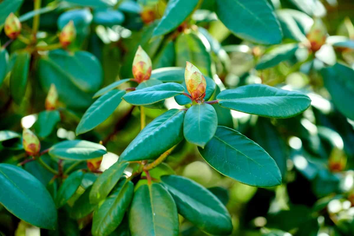 feuille toxique rhododendron