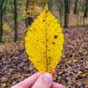 Changement de couleur des feuilles en automne