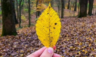 Changement de couleur des feuilles en automne