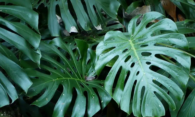 Feuilles du Monstera