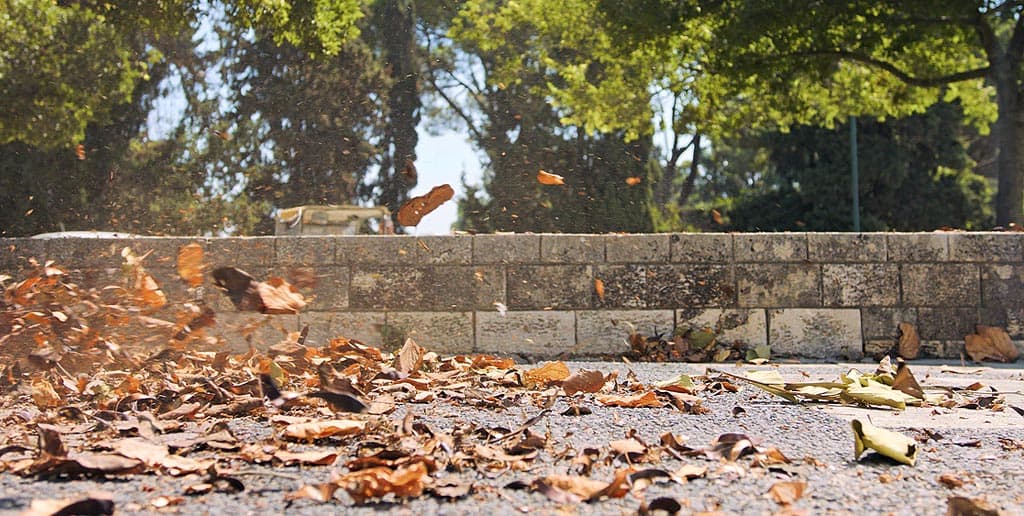 Feuilles mortes au sol