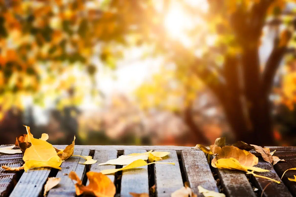 Feuilles d'automne qui tombent sur la terrasse