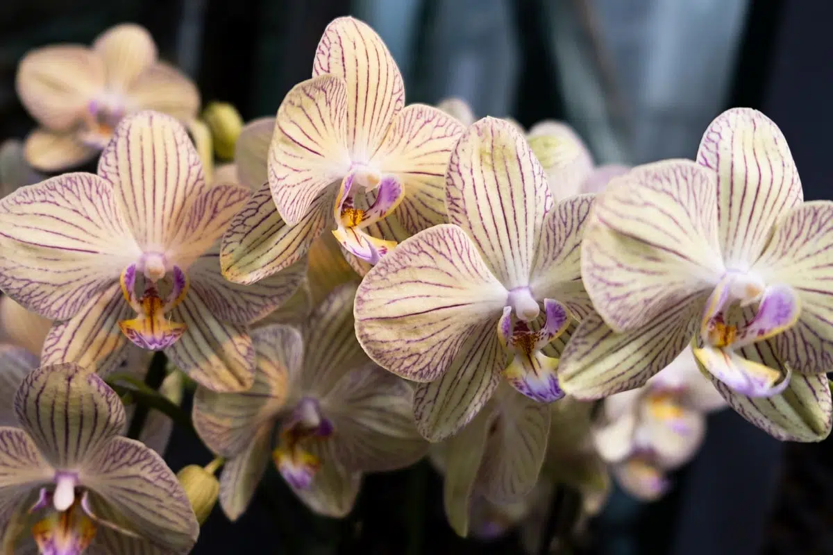 Fiche pratique orchidée