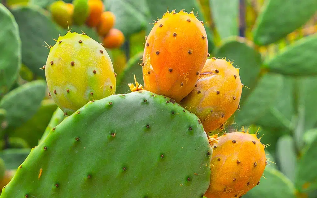 Cactus, figue de barbarie.