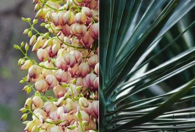 Le Yucca meurt-il après sa floraison ?