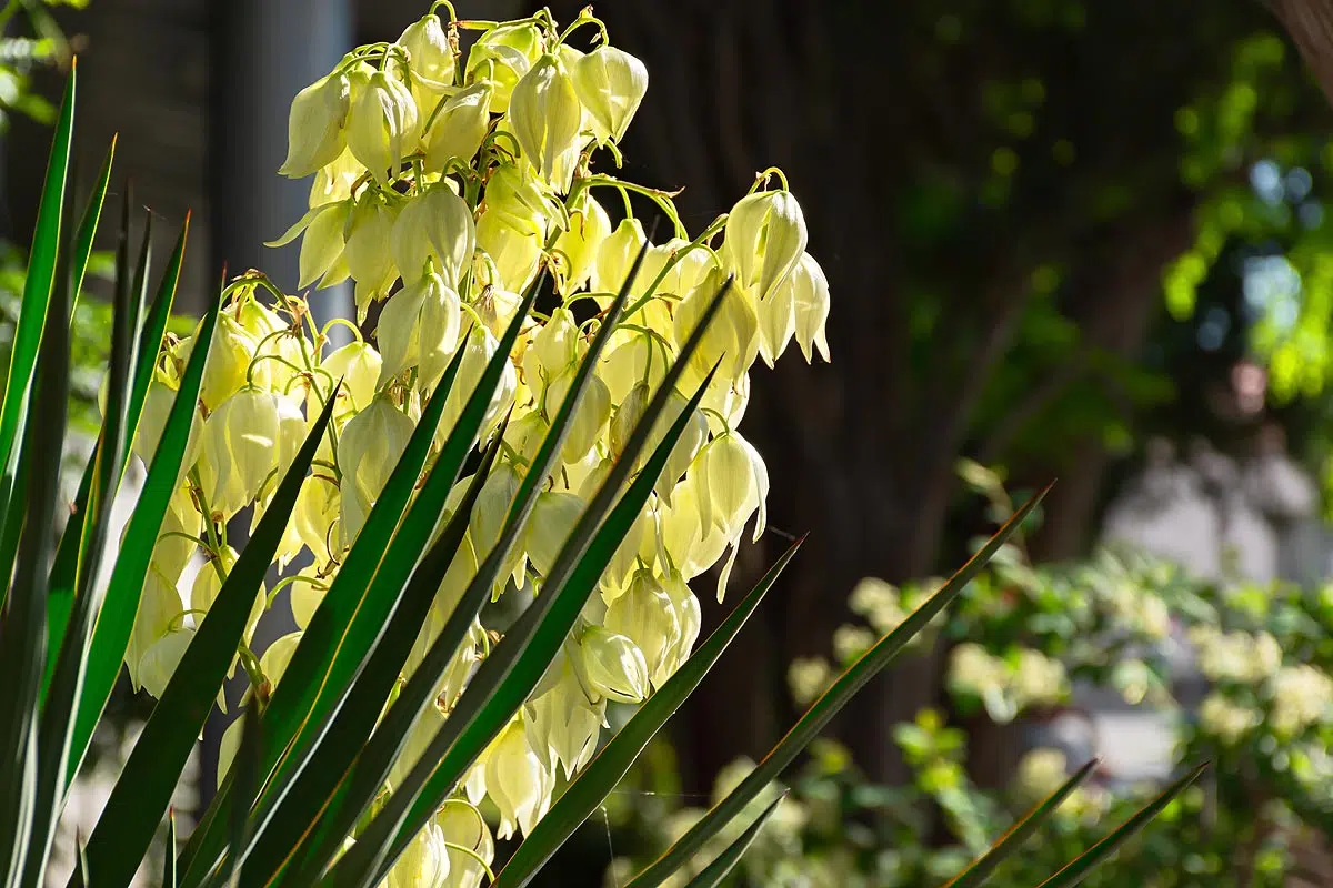 Floraison du yucca