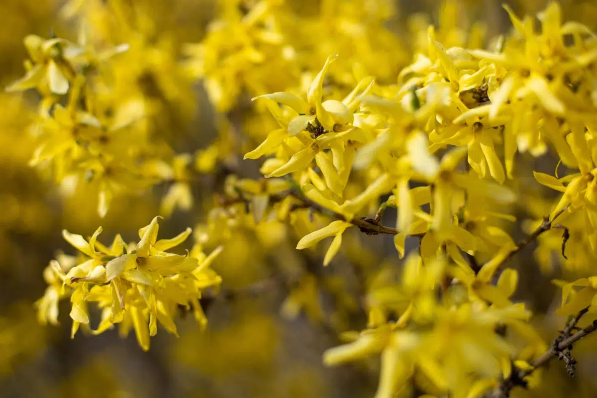 Le Forsythia 