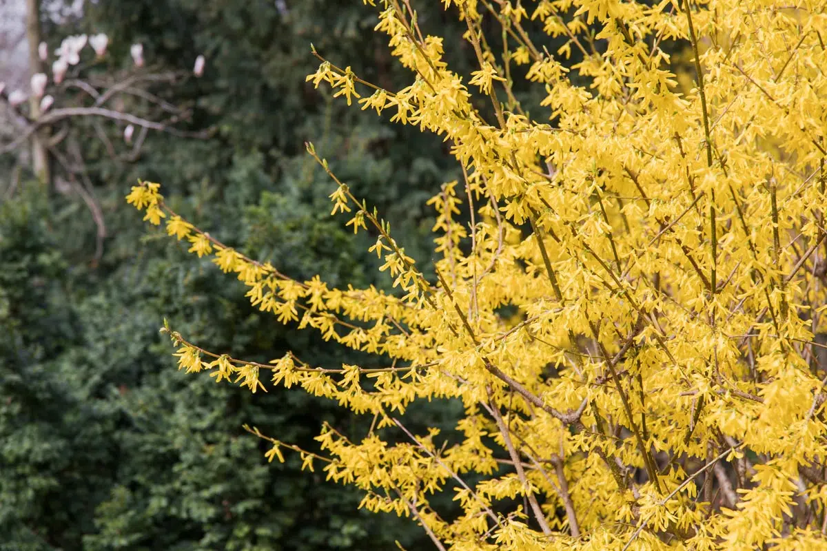 Forsythia