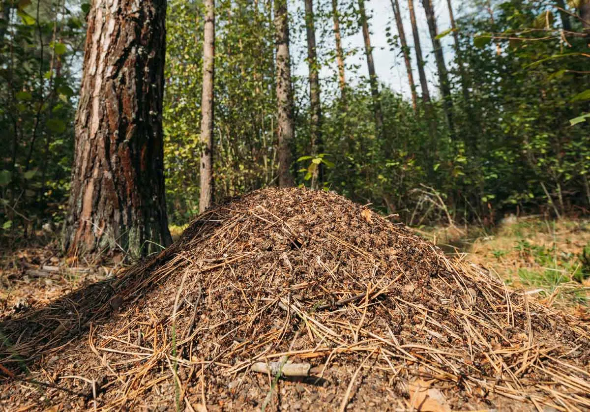 Fourmilière de fourmis de feu