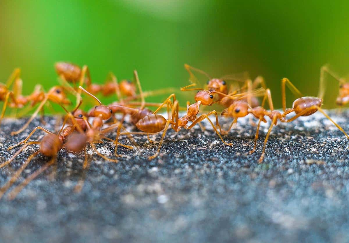 Les fourmis de feu pourraient envahir les zones urbaines en Europe.