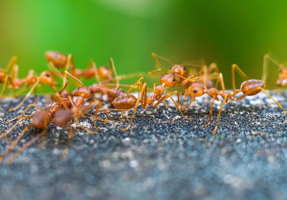 Les fourmis de feu pourraient envahir les zones urbaines en Europe.