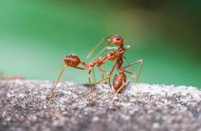 fourmis de feu menace l'Europe