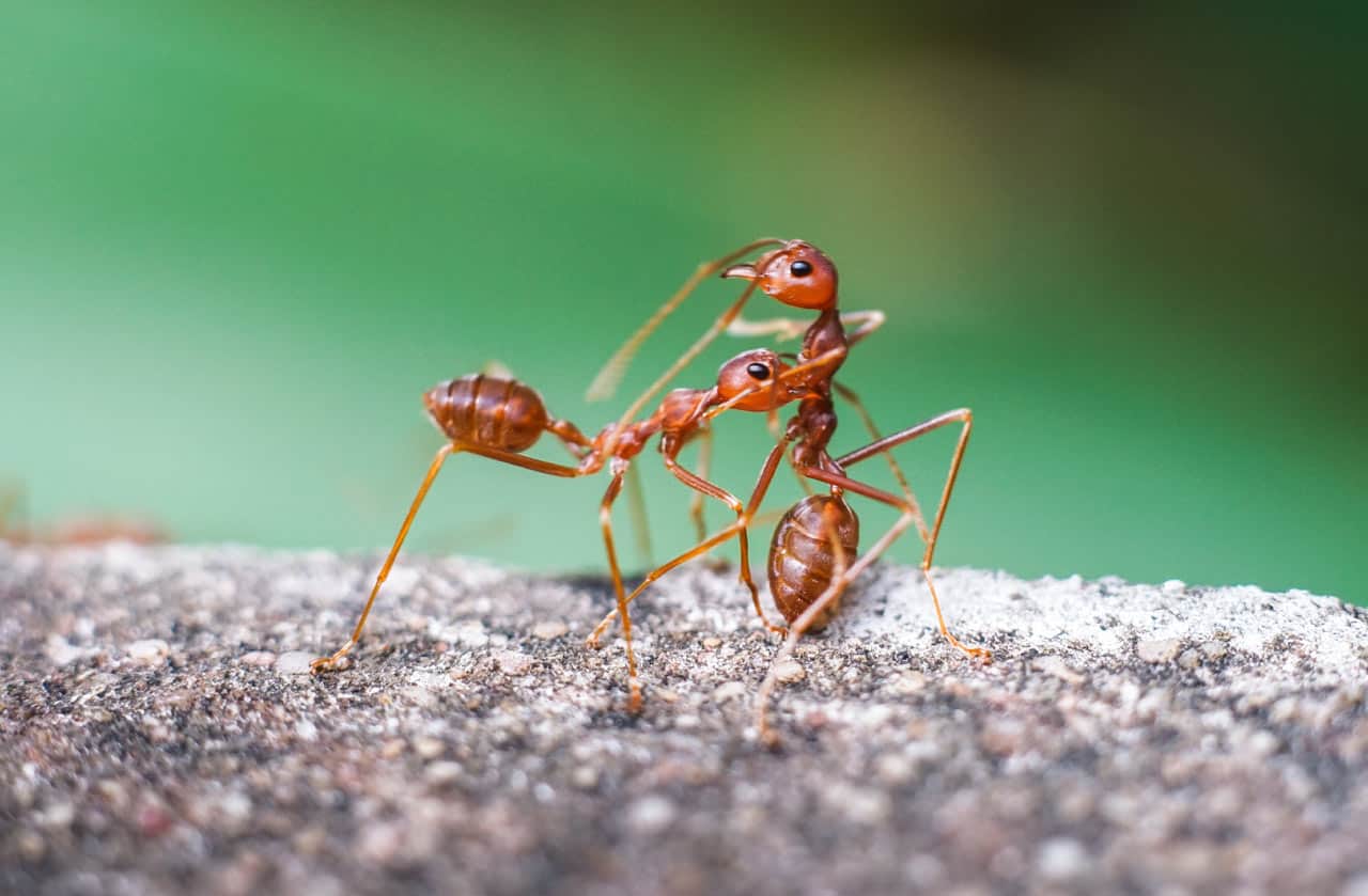 fourmis de feu menace l'Europe