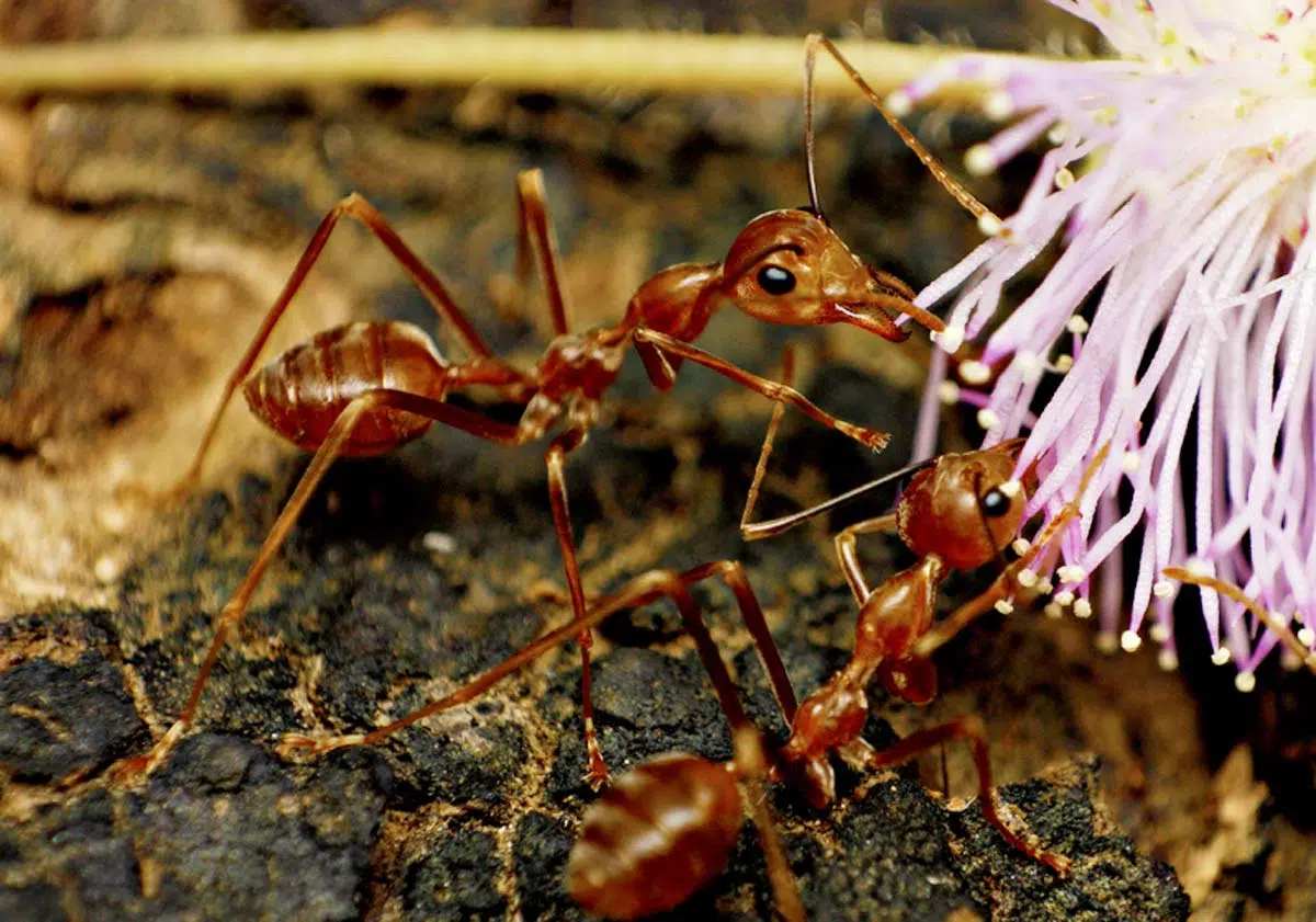 Des milliers de fourmis de feu observées en Sicile