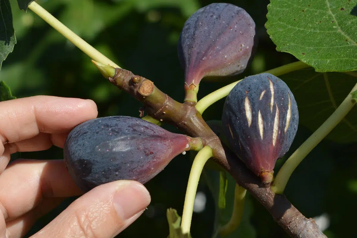 fruits figues