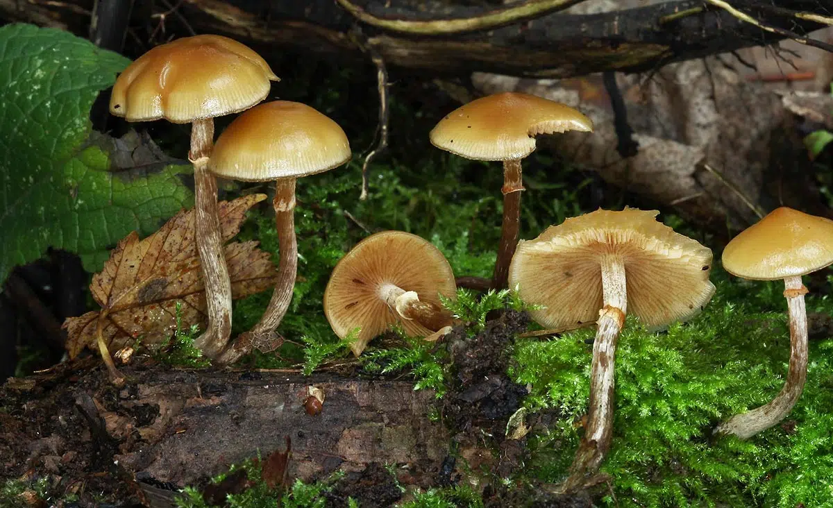 La "galère marginée" (Galerina marginata) un champignon toxique qui appartient à la famille des Hyménomycètes. La Galère marginée est souvent confondue avec des champignons comestibles tels que l'armillaire couleur de miel (Armillaria mellea), mais elle est toxique et peut provoquer des empoisonnements graves si elle est consommée. (Photo @ Christian HUGUES)