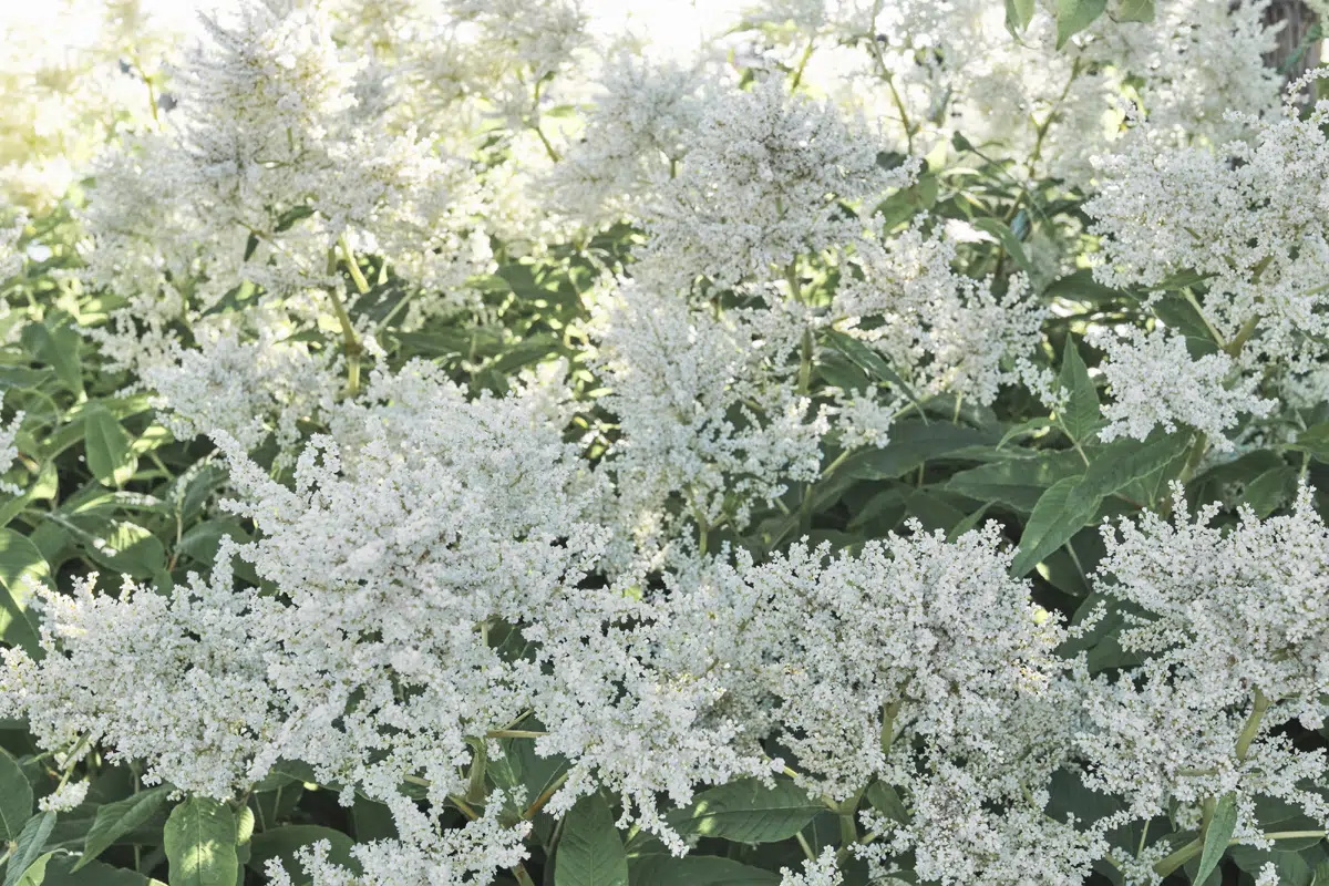 La Persicaria polymorpha