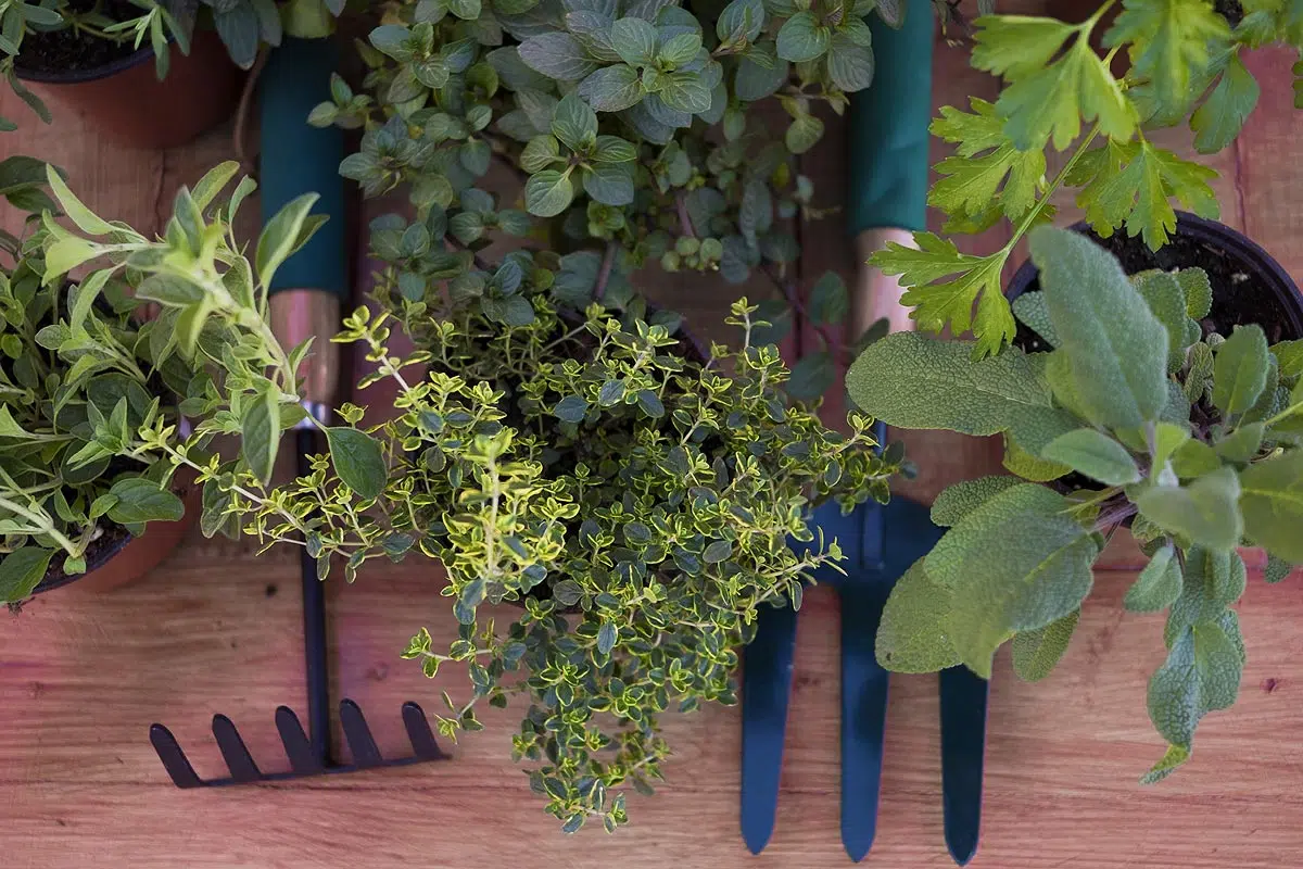 Herbes aromatiques à planter dans le jardin