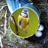 naissance d'oisillons au coeur du nid d'une mésange bleue