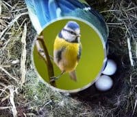 naissance d'oisillons au coeur du nid d'une mésange bleue