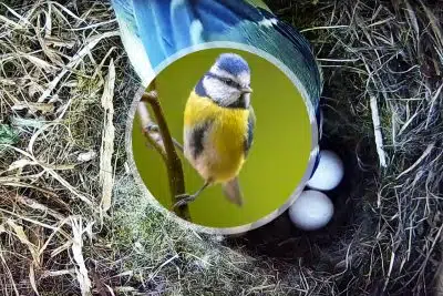 naissance d'oisillons au coeur du nid d'une mésange bleue