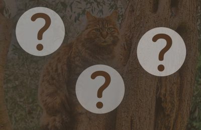 chats cachés dans le jardin