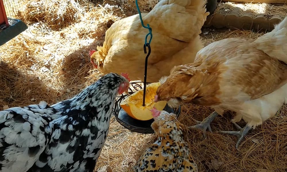 Jeux pour les poules avec la nourriture