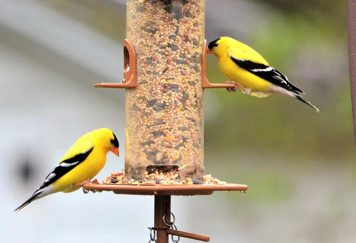 Mangeoire oiseaux