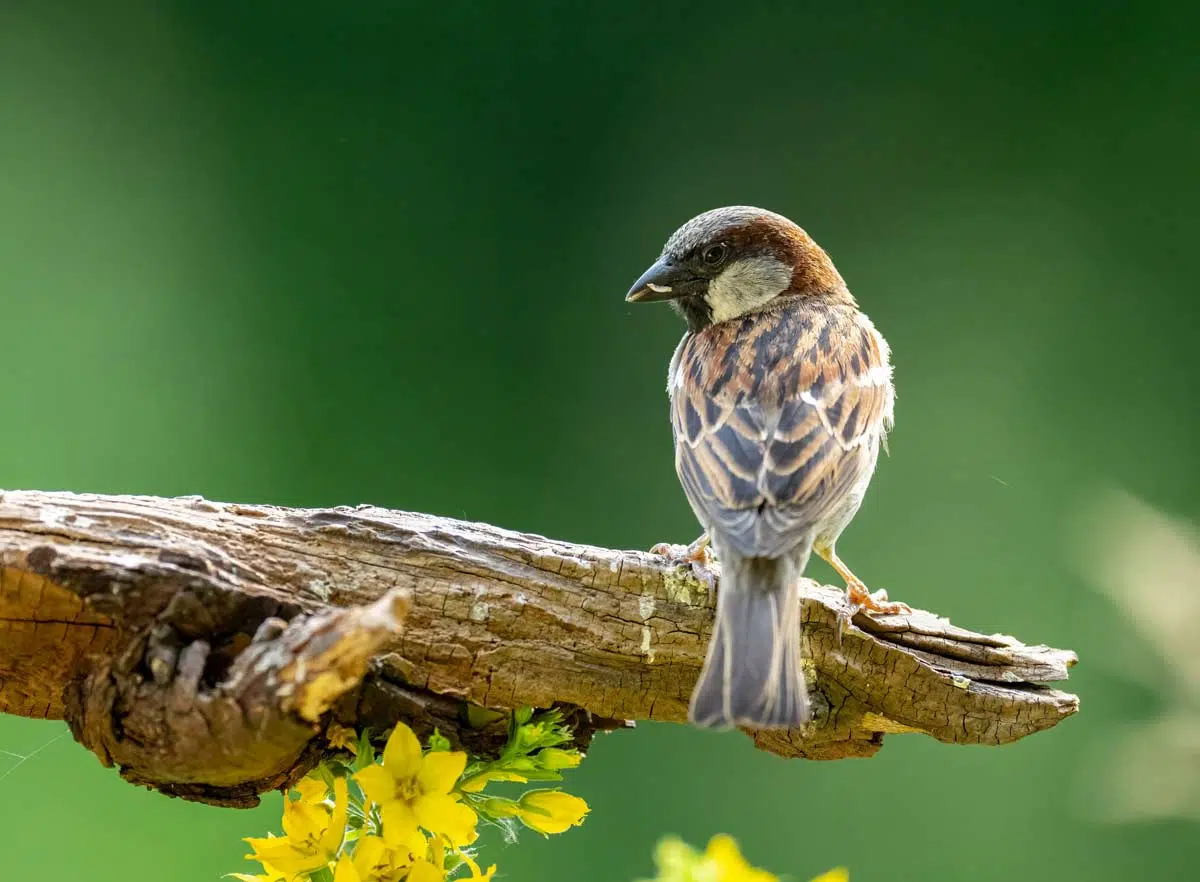 moineau domestique