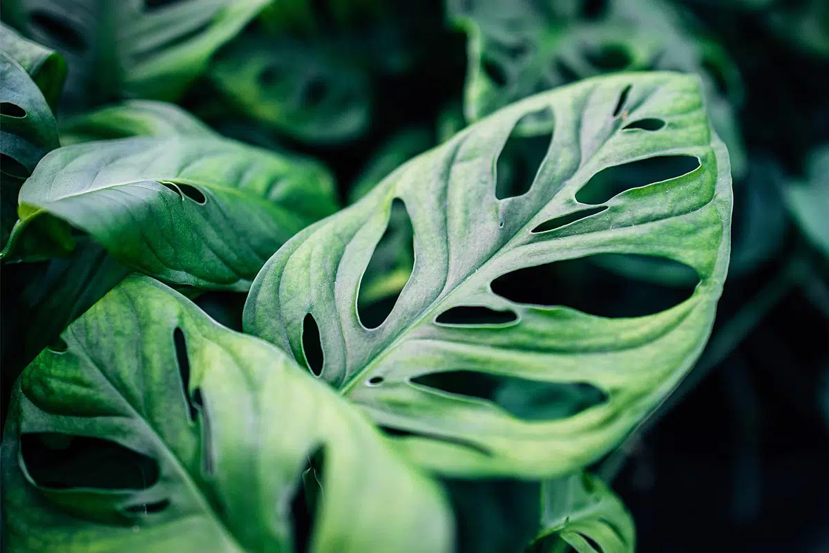 Feuilles naturellement perforées du Monstera