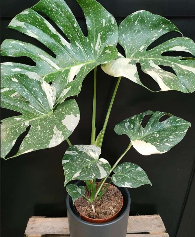 Monstera Thai Constellation Moss