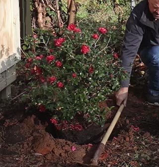 Plantation du camélia en terre