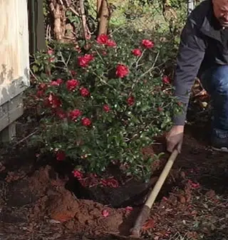 Plantation du camélia en terre