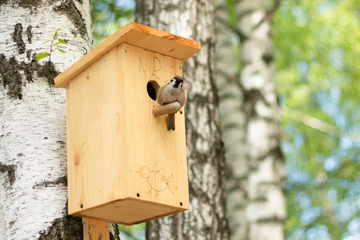 Nichoir installé dans un bois