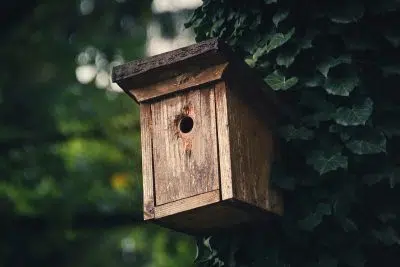 Comment choisir son nichoir à oiseaux ?