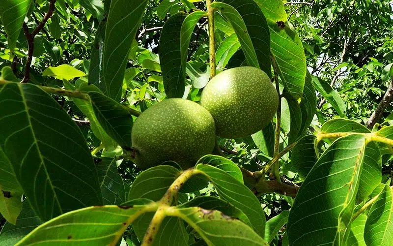 Le noyer commun ou noyer (Juglans regia L.)