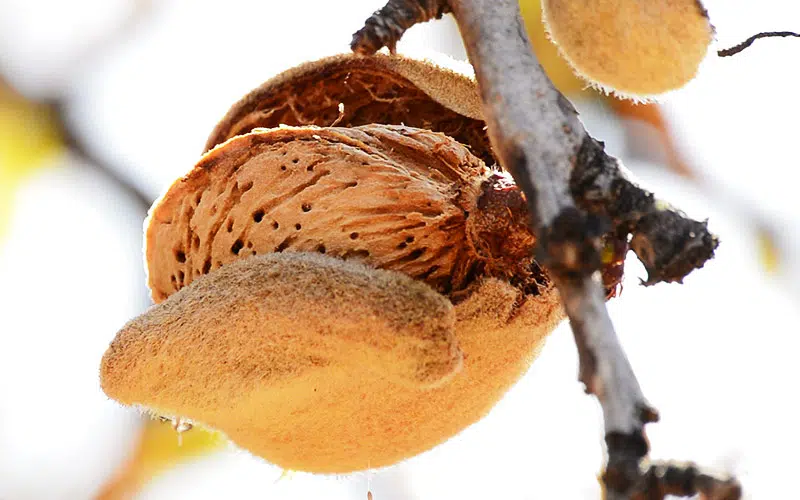 Amandes prêtes à être récoltées.