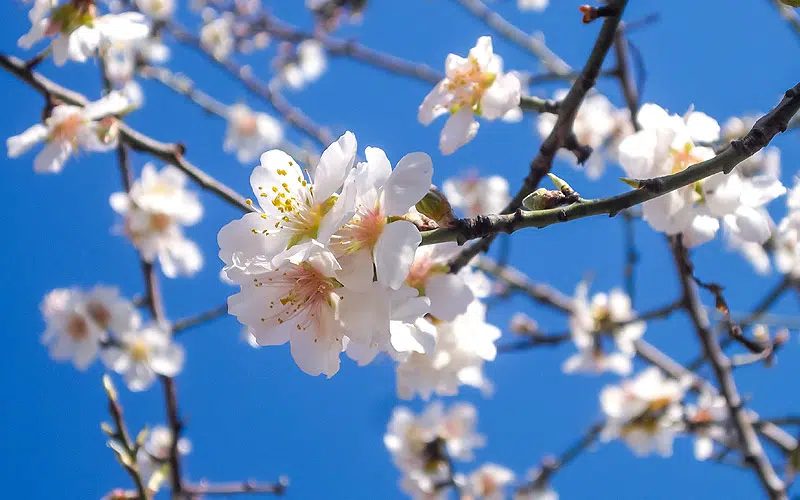 Amandier en fleurs