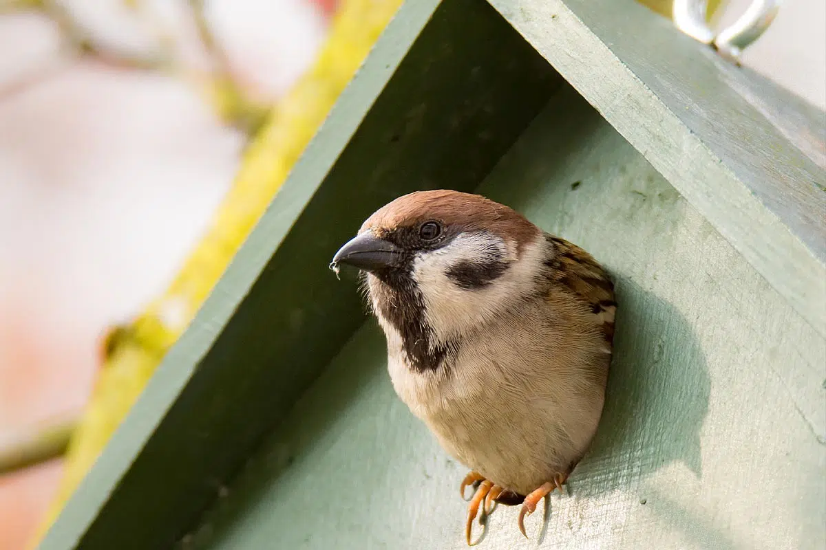 Oiseaux dans son nichoir