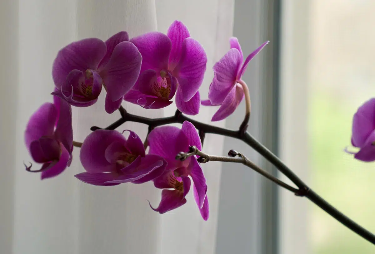 Arrosage orchidée coupée
