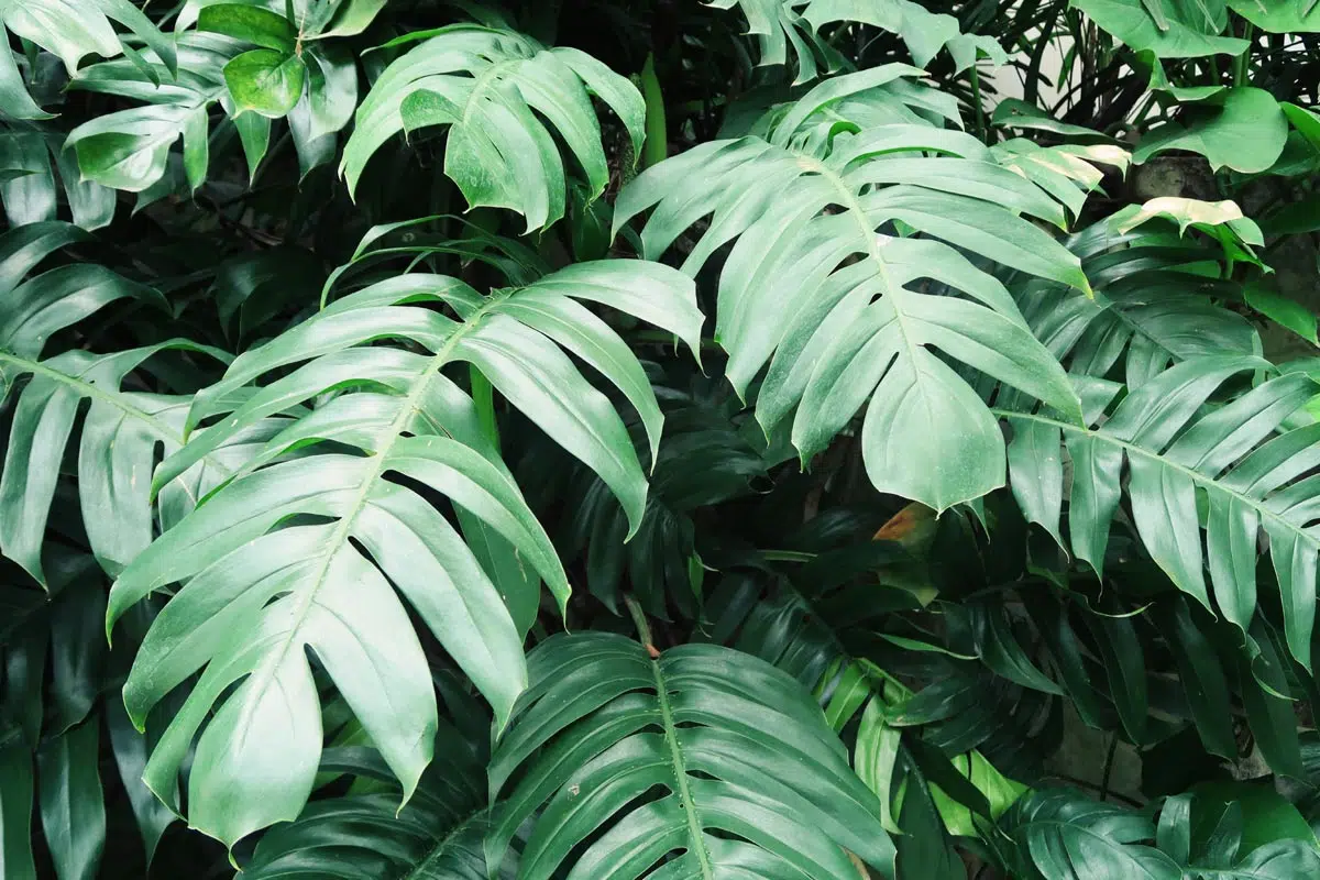 Philodendron