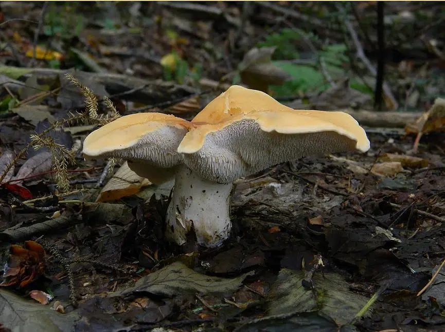 Le champignon "pied de mouton" ou "Hydnum repandum". Il doit son nom à l'apparence de son chapeau, qui ressemble à la patte d'un mouton, avec des dents ou des aiguillons plutôt que des lames en dessous. Photo @ Dany Vallières