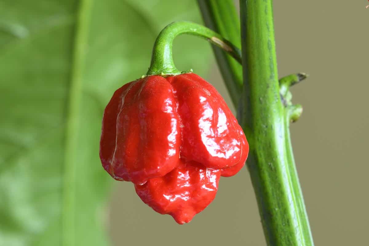 Le Carolina Reaper, un des piments les plus forts au monde !