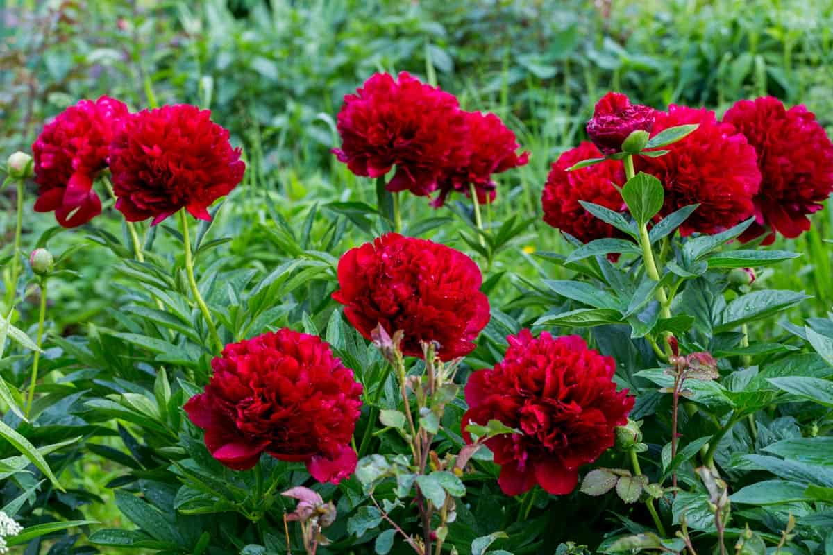 Pivoines rouges